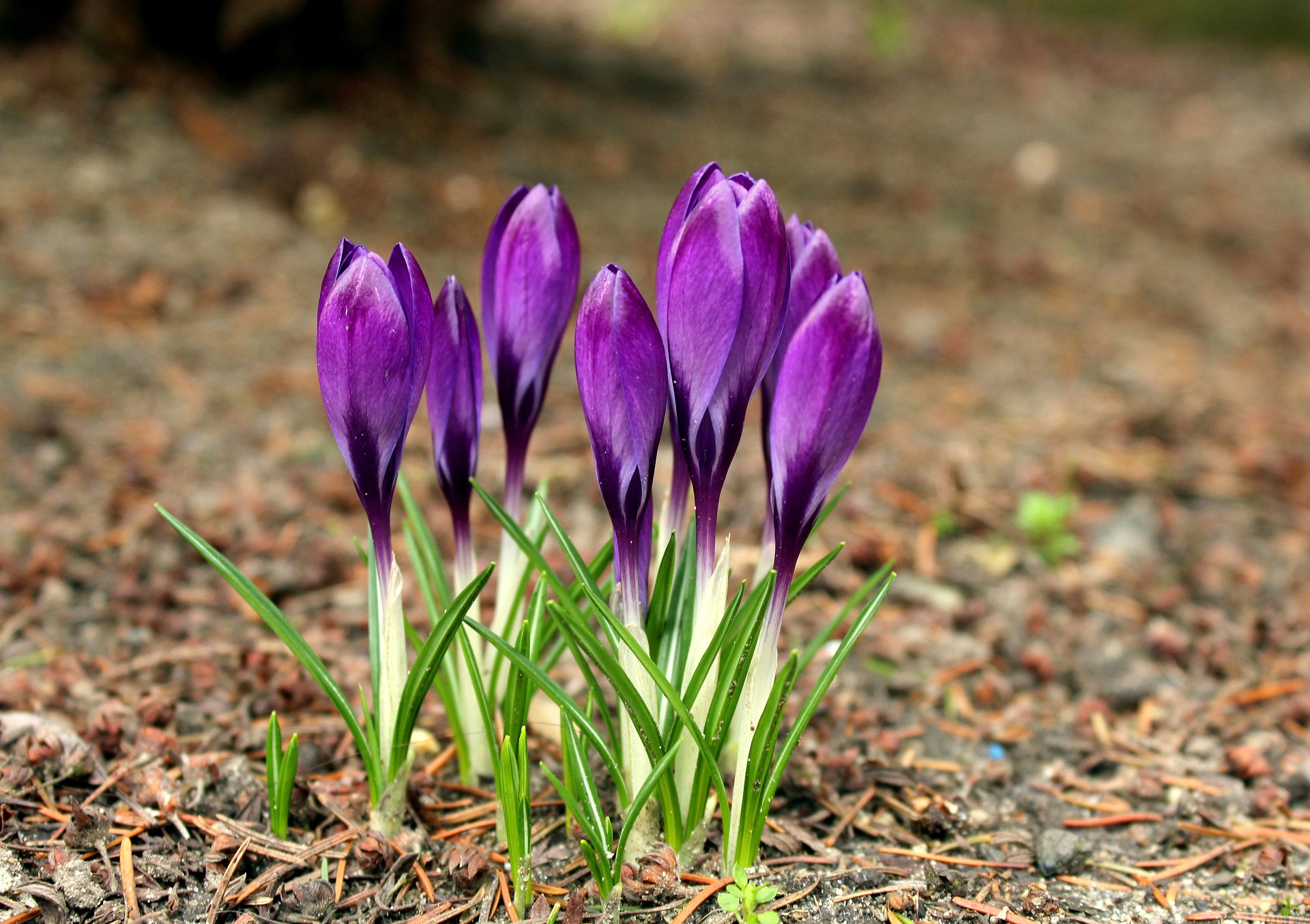 crocus-4896815_1920.jpg